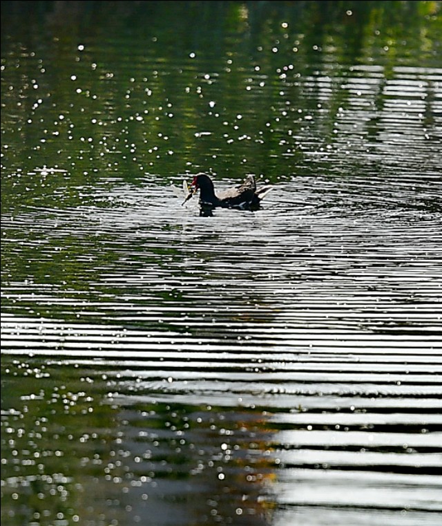 为什么蜻蜓不会杂交,蜻蜓为什么是两性生殖