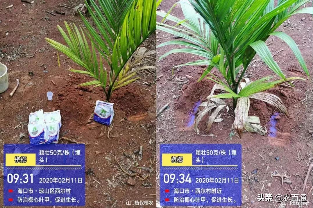 槟榔病虫害管理用药,海南槟榔5月份的病虫害管理