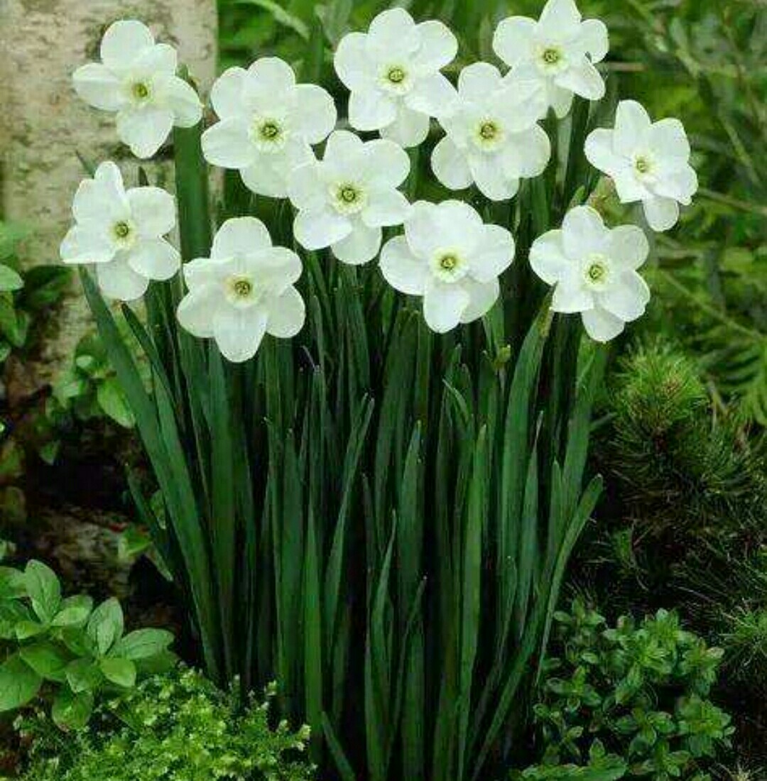 水仙高贵典雅，出现“哑花”影响观赏性，应如何预防？