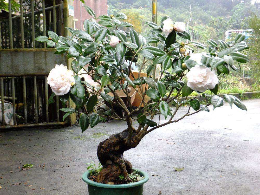 茶花花苞开放一半打不开怎么办,茶花好多花苞就是不开花怎么办