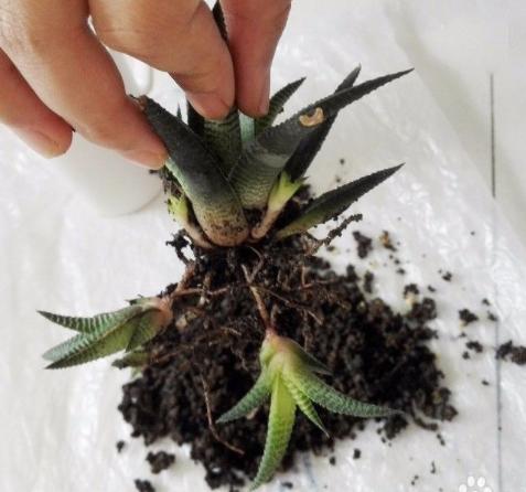 多肉条纹十二卷的养护方法,条纹十二卷多肉如何快速爆盆