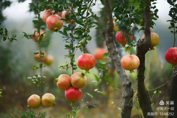 石榴一般几月份熟,石榴怎么判断熟了