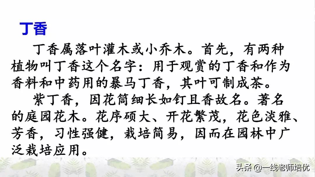 六年级上册第二课丁香结知识点,部编版六年级上册语文丁香结预习