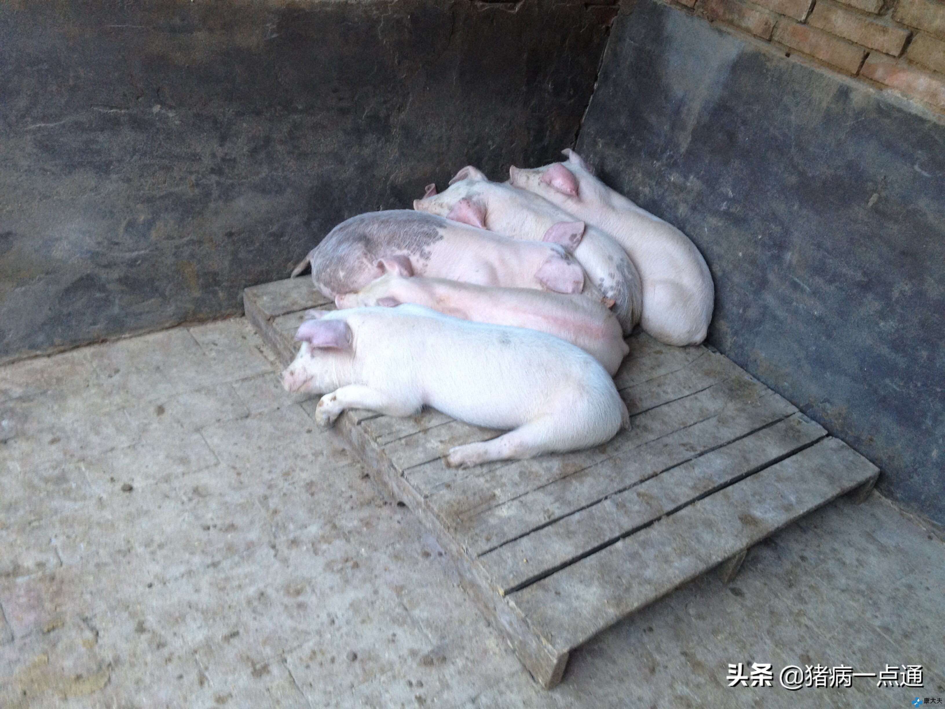 猪流行性感冒用什么药效果好,猪流行性感冒怎样治疗