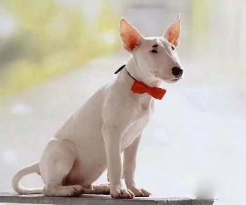 72种名犬分类介绍及图片,72种名犬及图片