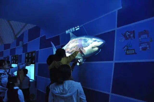 烟台海昌鲸鲨馆,烟台海昌鲸鲨馆表演