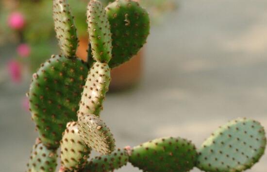 仙人掌有毒吗会不会咬人,带刺的仙人掌有毒吗能放卧室吗