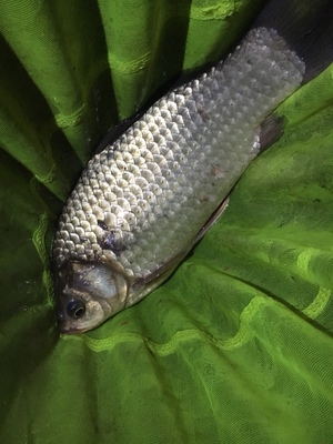 水产养殖品种的养殖模式,水产养殖发展历史和最新养殖模式