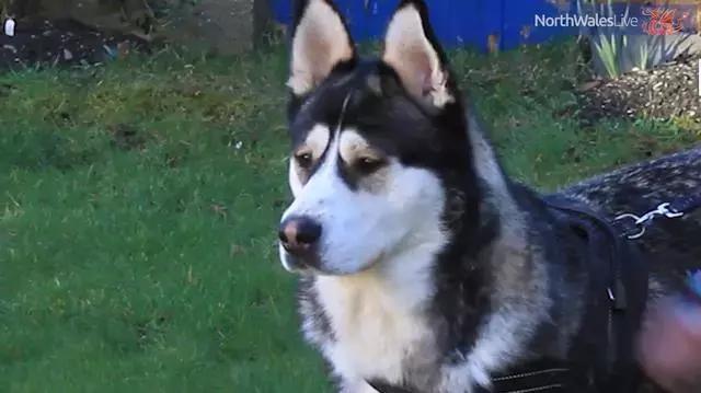 哈士奇拯救小镇,哈士奇拯救了一个村的人