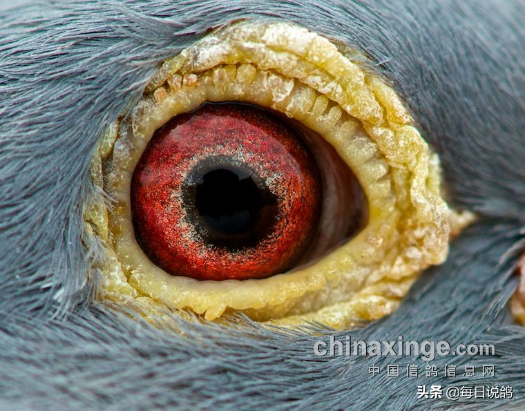 96年巴塞罗那比赛录像,2011年巴塞罗那五冠王