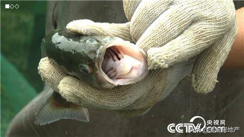 张高立：会跑步的鱼让他一年卖了6000万