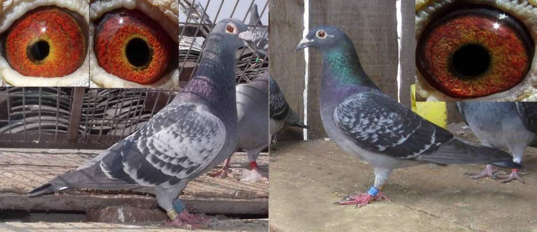 十大最好的肉鸽品种,最纯的国血鸽