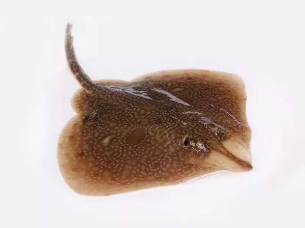 荣成哪种海鲜最值得信赖,荣成海鲜市场最大的螃蟹有多大