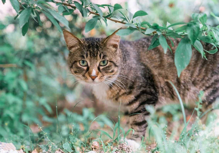 田园猫还有纯血统吗,田园猫真的很高冷吗