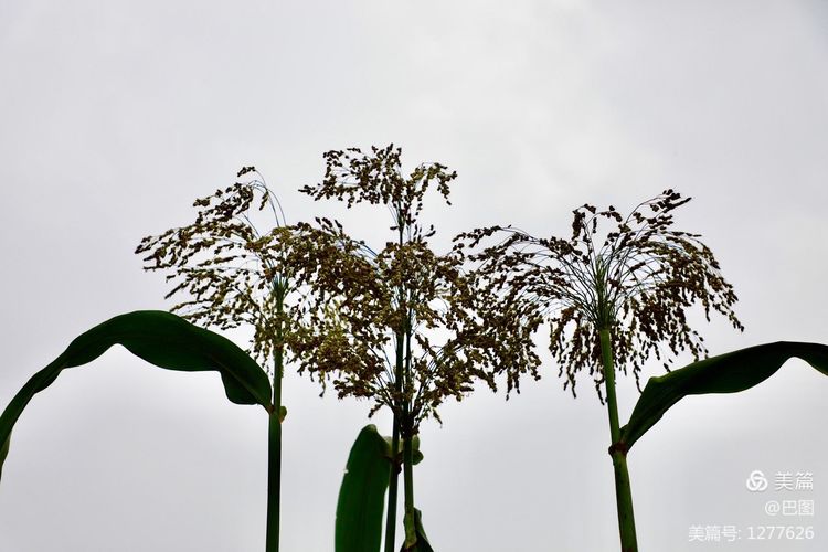 末伏偃师怀旧行，访古春秋时期滑国故城，探幽西天取经唐僧寺