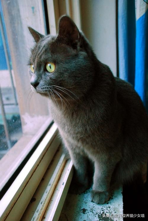 猫咪在线辟谣,辟谣猫咪蒜瓣毛