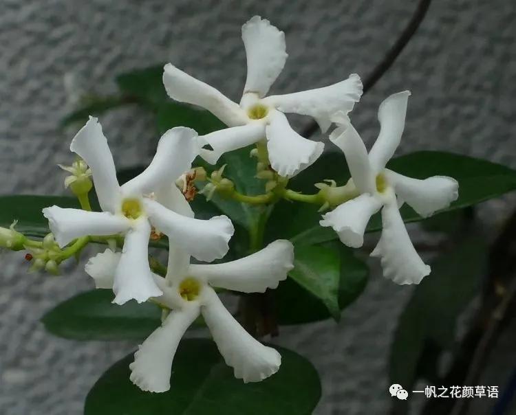 络石（Trachelospermumjasminoides）