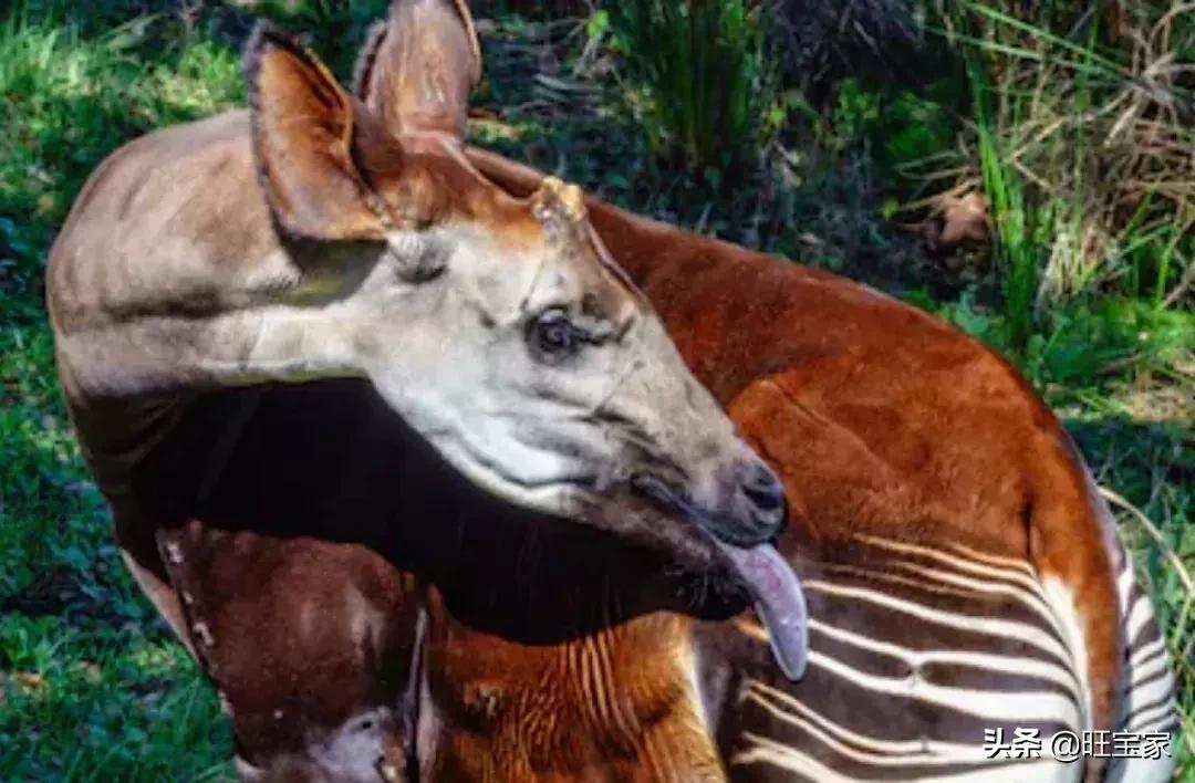 宝宝一直流口水是因为什么原因,宝宝经常流口水原因其实是这样的