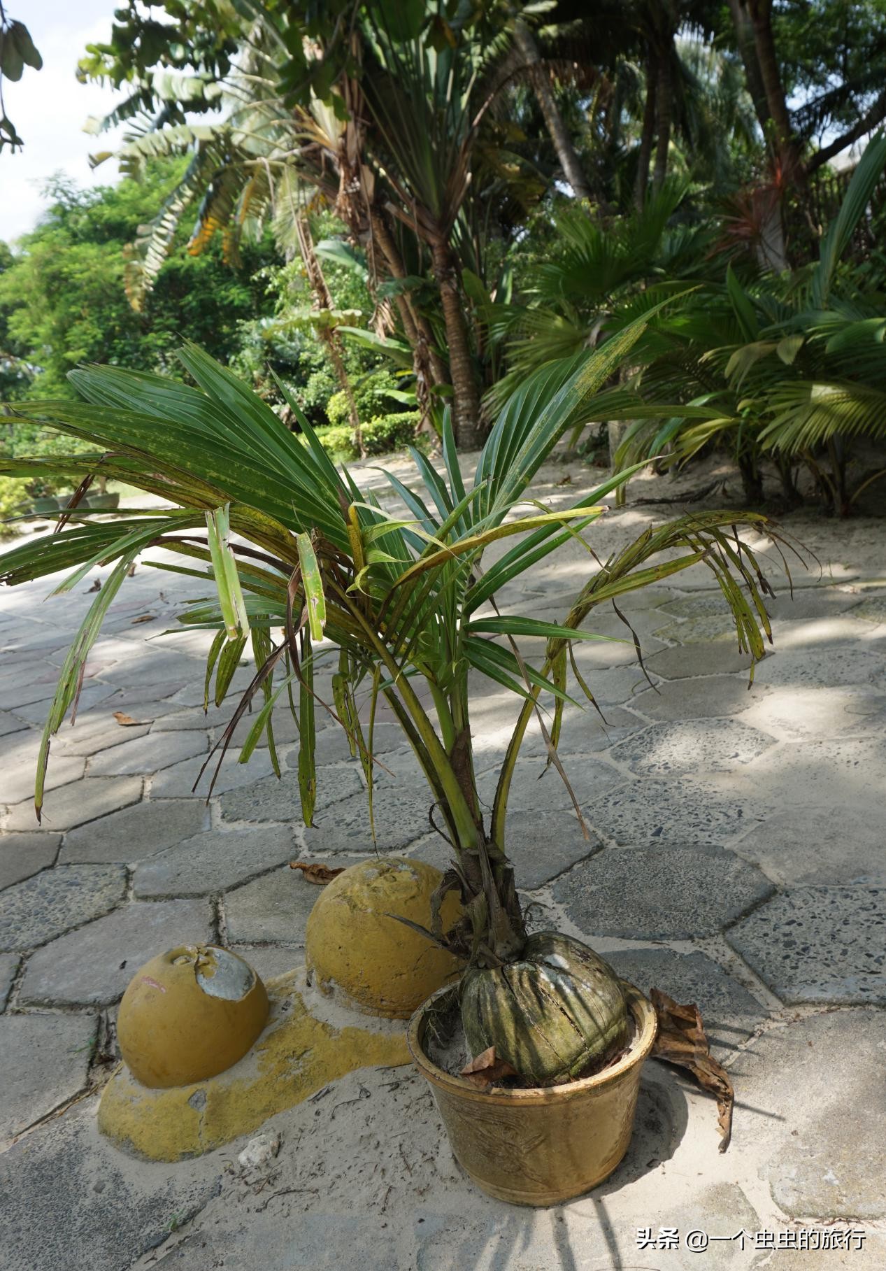 海口东郊椰林,东郊椰林的椰风摇曳