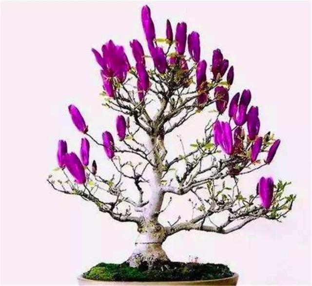 鼻炎适合养的盆栽,鼻炎卧室可以放盆栽吗