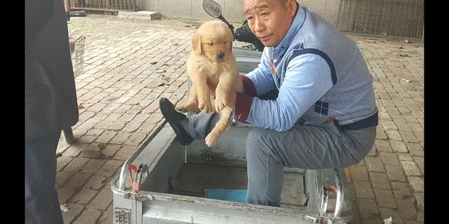 开封杨丰宠物市场最新价格信息,开封杨丰宠物市场现在开着吗