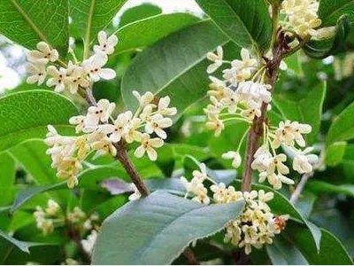 常见桂花种类及图片,常见桂花的品种分类