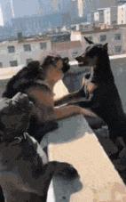 搞笑GIF段子：.我的小萝莉呢？你还我的小萝莉