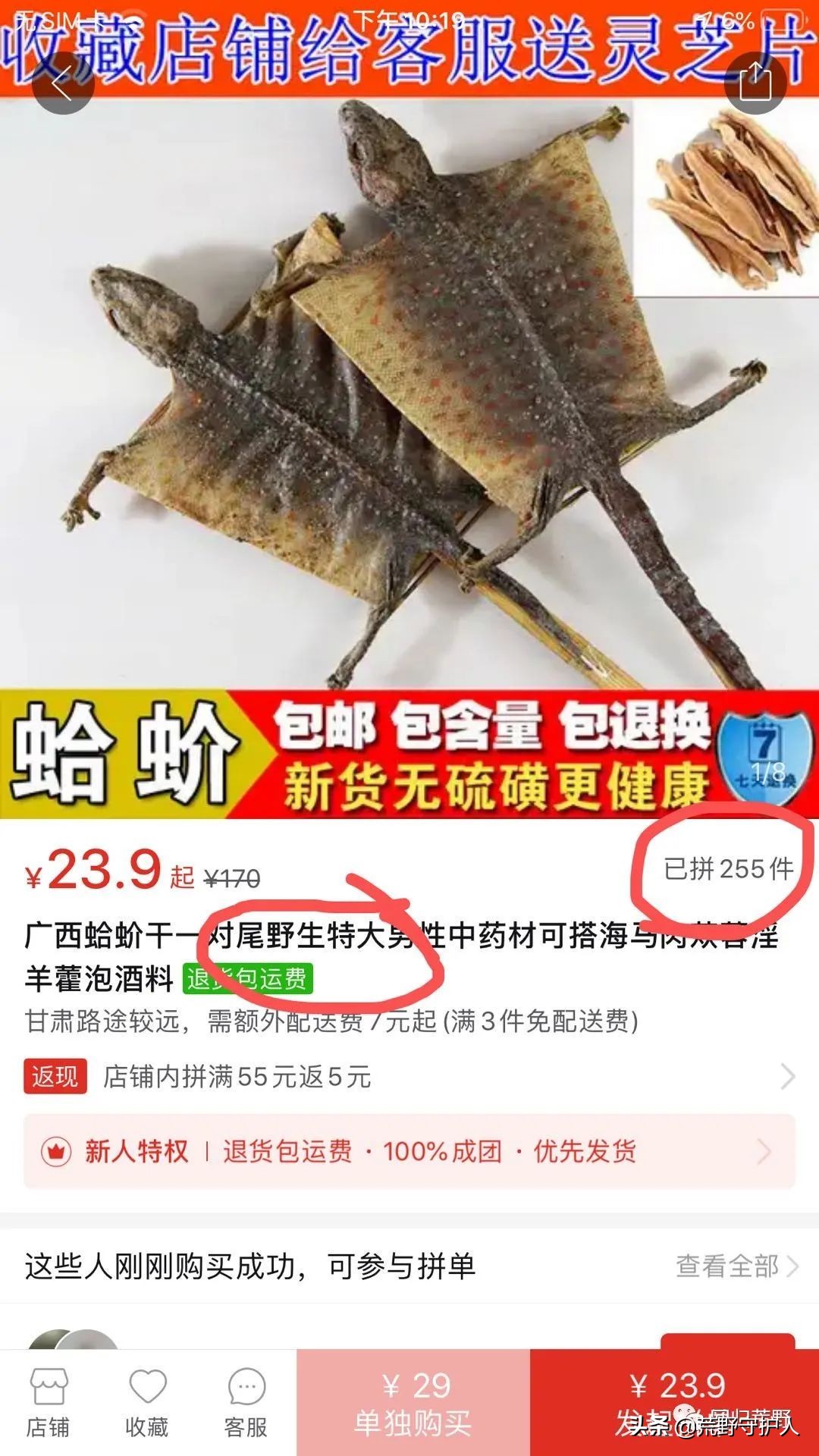 世界上最大壁虎是蛤蚧吗,世界上最大的大壁虎