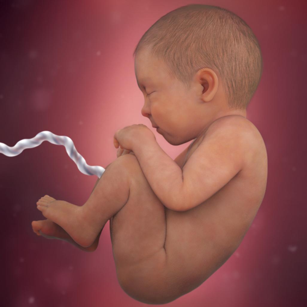 怀孕40周，胎宝宝每周长啥样？