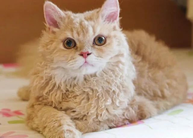 五十种可爱的猫咪,高贵的猫咪