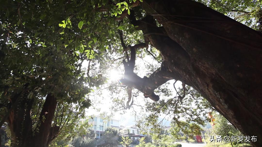 山水园间，心系洋畲