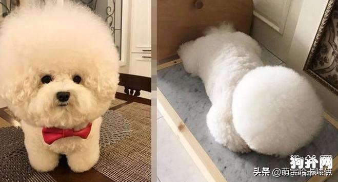 比熊犬什么发型好看,比熊犬好看的发型