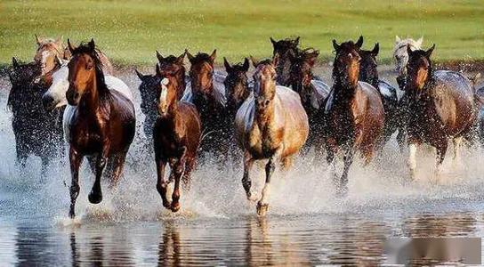 中国每年吃多少马肉,全球每年宰杀近470万匹马马肉