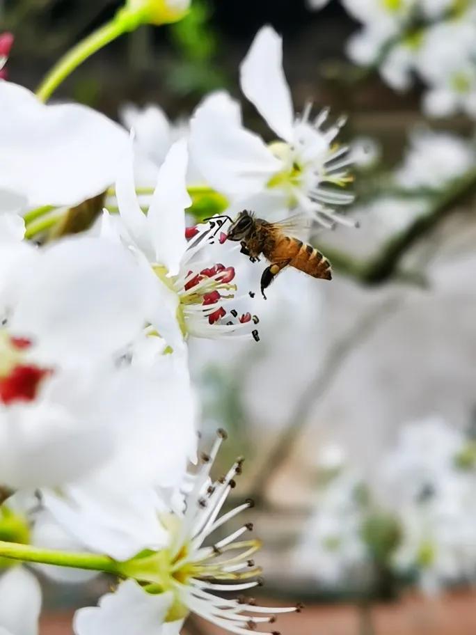 天道酬勤力耕不欺,天道酬勤力耕不欺读音