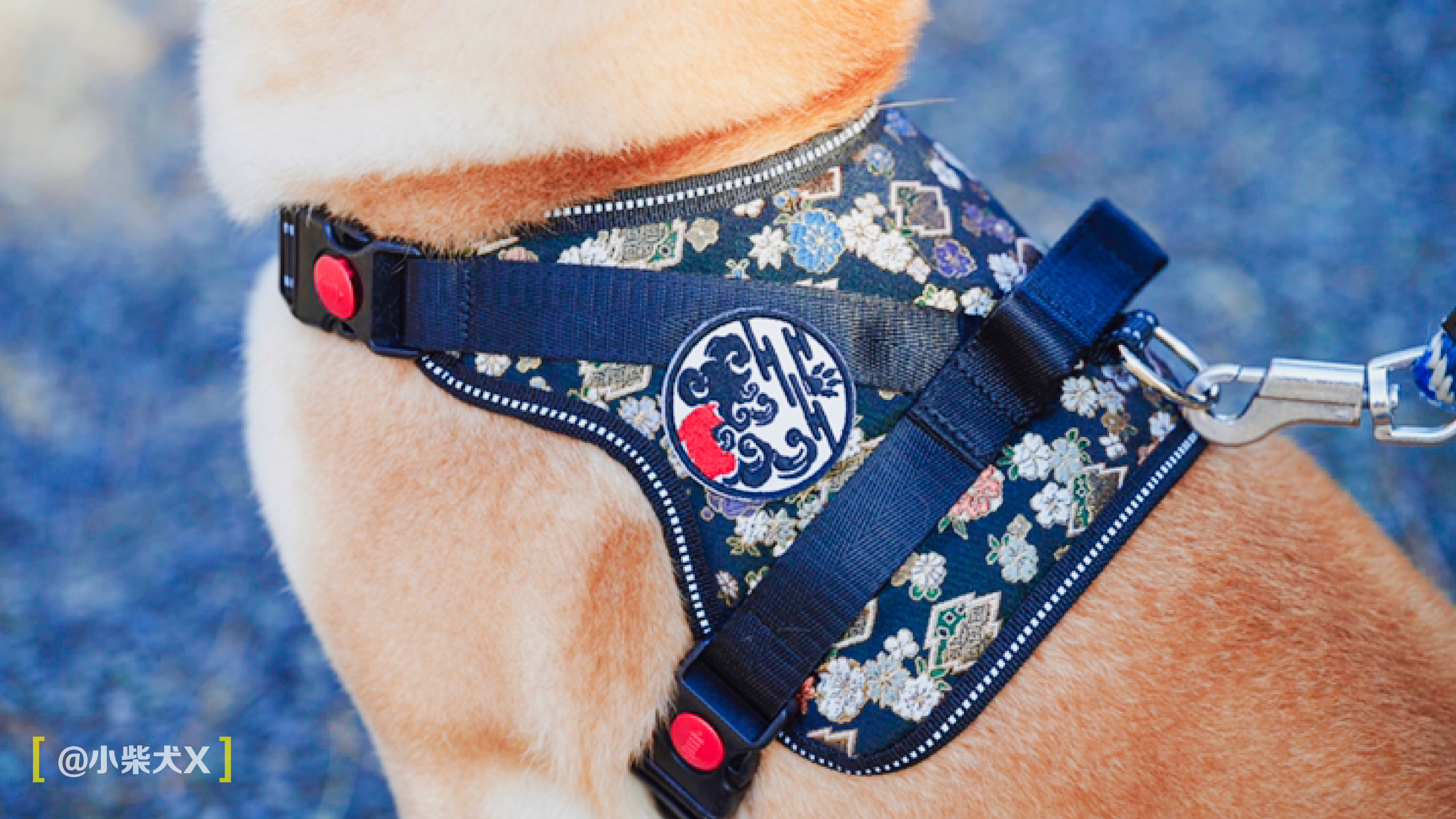 一对日本夫妇设计了最具日本传统特色的狗狗用品,太适合柴犬了