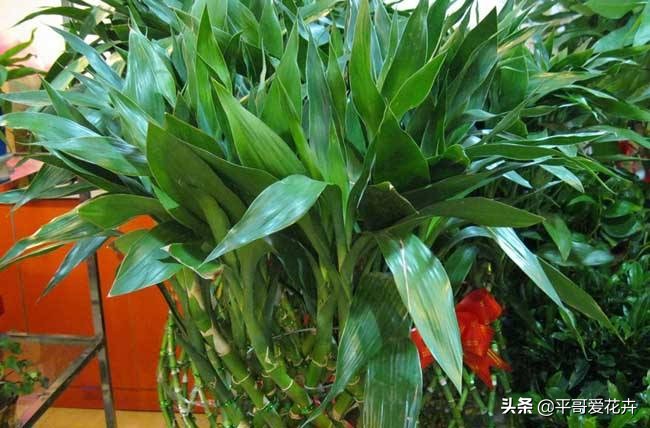 适合室内养的耐阴开花植物水培,冬天室内适合养什么绿植水培
