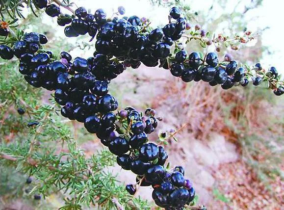 黑枸杞泡出来是黄褐色为什么,黑枸杞特别干怎么回事