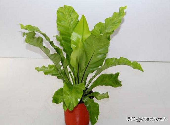 鸟巢蕨叶片水培怎么养护,如何养护鸟巢蕨