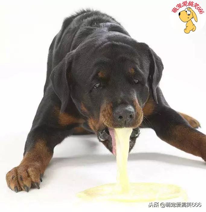 狗狗尿不出来呕吐怎么回事,狗狗早上呕吐白色泡沫怎么回事