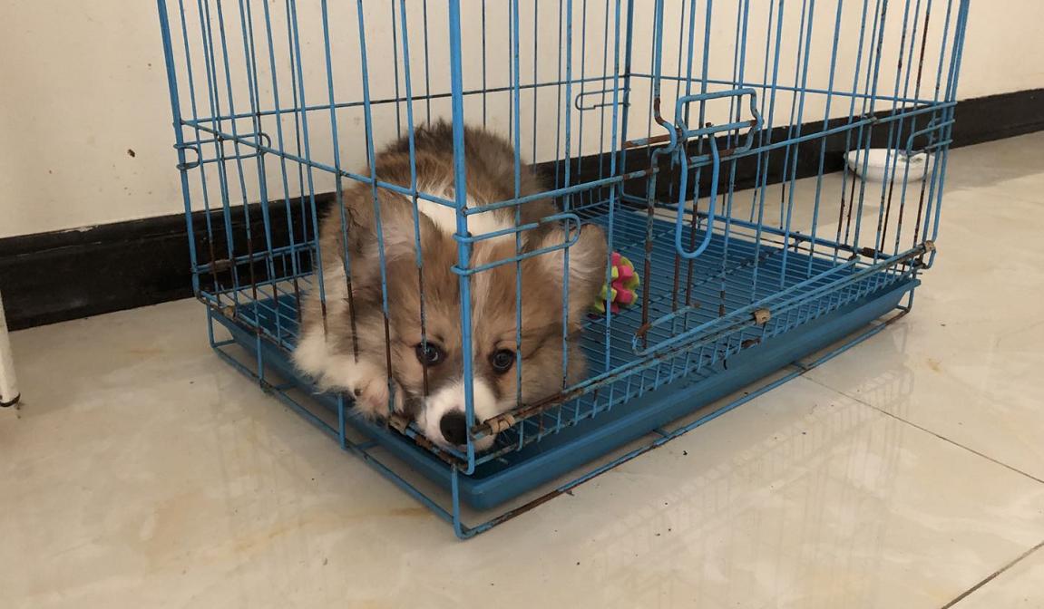 刚带回家的狗狗一直叫不停,刚买回来的狗狗老是哼哼唧唧的