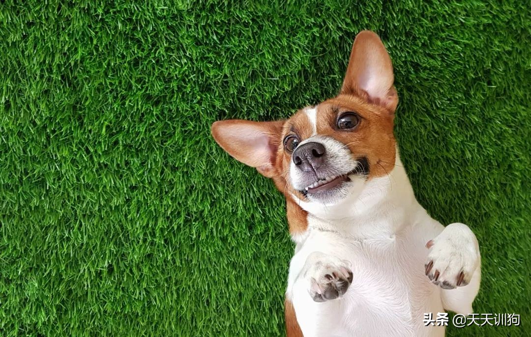 狗狗发情先别慌,这几招教你稳住TA