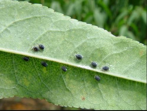 桃树叶子卷曲有虫怎么回事,桃树叶子卷曲是什么病虫害