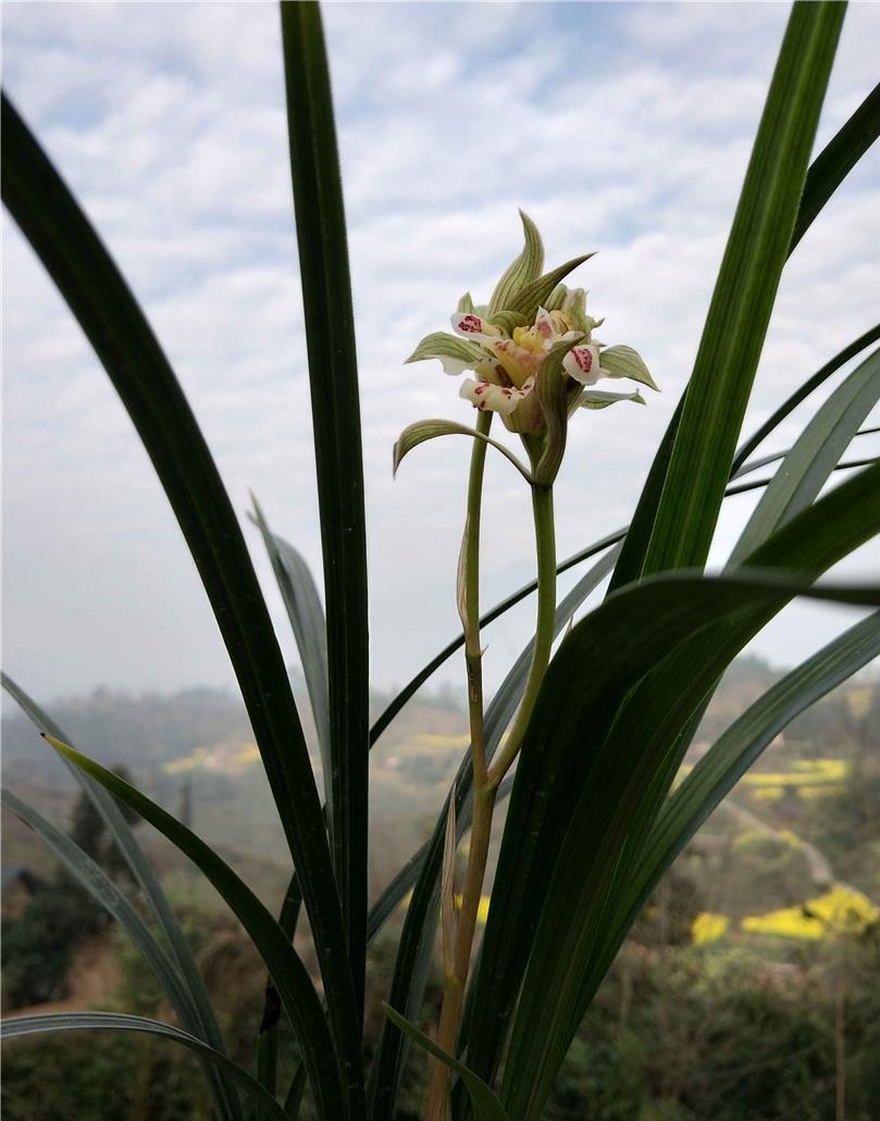 春剑盖世牡丹是杂交兰吗,春剑盖世牡丹欣赏视频