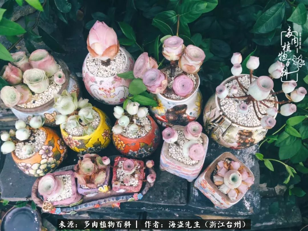 多肉玫瑰多少度休眠,多肉玫瑰唤醒教程