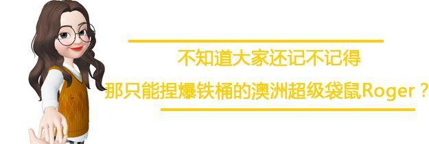 澳洲网红袋鼠去世,网红袋鼠离世