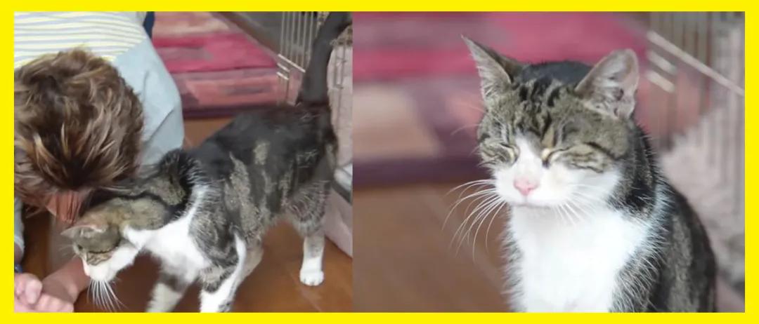 猫咪走失一个月又回来了,猫咪失踪15年后终于找到了吗