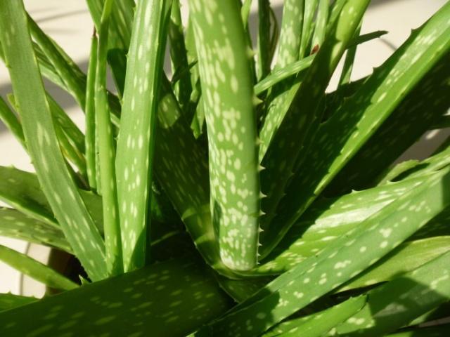 养芦荟怎么修剪好看,夏季养芦荟施什么肥最好最旺