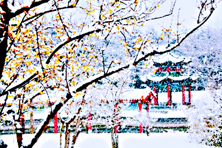 腊梅迎春绽放满园幽香扑鼻,腊梅花香清香扑鼻