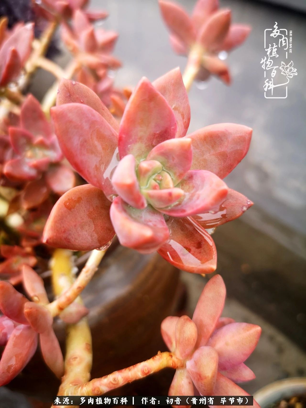 和多肉共度美好时光,与多肉一起成长