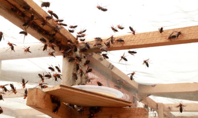 小伙养殖胡蜂一只蜂王卖3000元,农村小伙养殖胡蜂年突破百万